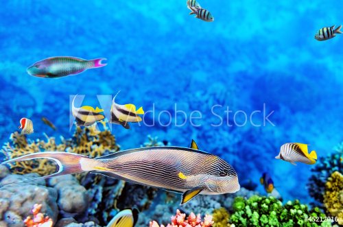 Coral and fish in the Red Sea.Egypt - 900991019