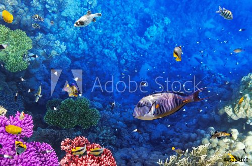 Coral and fish in the Red Sea.Egypt - 900991236
