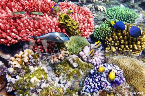 Coral and fish in the Red Sea.Fish couples.Egypt - 901100898