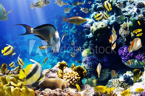 Coral colony and coral fish - 900131994