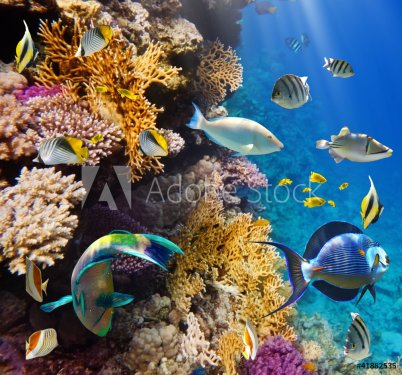 Coral colony and coral fish - 900479494