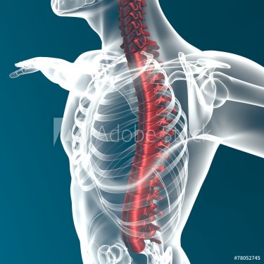 Corpo umano colonna vertebrale anatomia 
