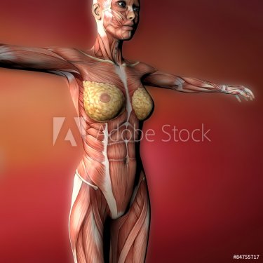Corpo umano femminile, anatomia muscoli e organi
 - 901145777