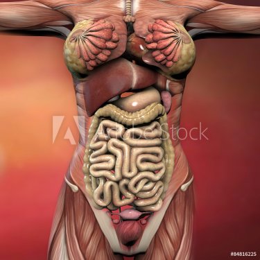 Corpo umano femminile, anatomia muscoli e organi - 901145784