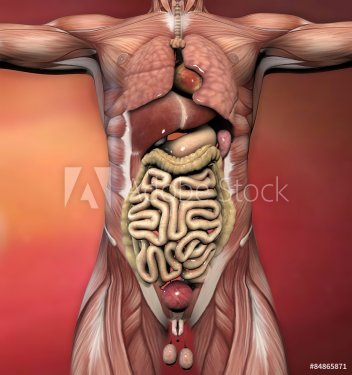 Corpo umano maschile, anatomia muscoli e organi