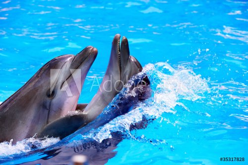 Couple of dolphin in blue water. - 900436050
