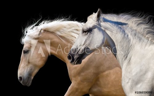 Couple of horses portrait run  isolated on black background - 901151487