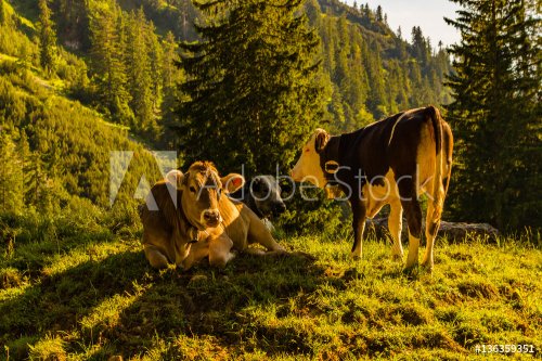 Cows in the German Alps. - 901148895