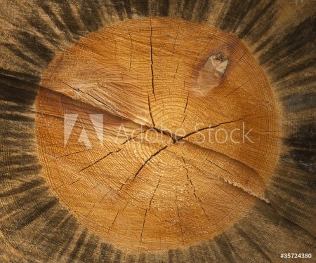 Cross section of tree - 901138281
