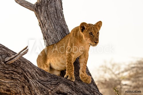 Curious young lion - 901147536