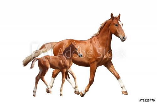 Cute chestnut foal and his mother trotting on white background - 901144288