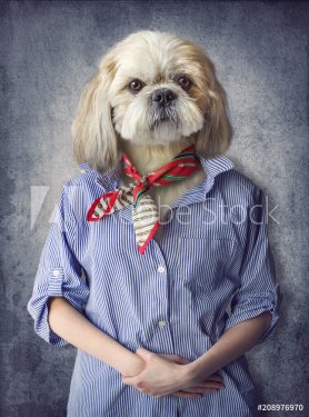 Cute dog shih tzu portrait, wearing human clothes, on vintage background. Hip... - 901153405