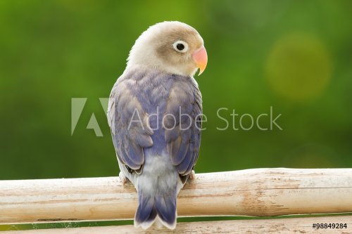 Cute lovebird standing on the perch - 901148286