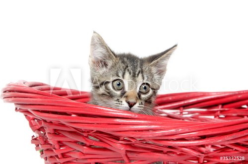 Cute tabby cat in red basket - 900437055