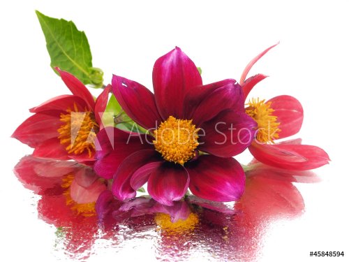 dahlia flower - 901142643