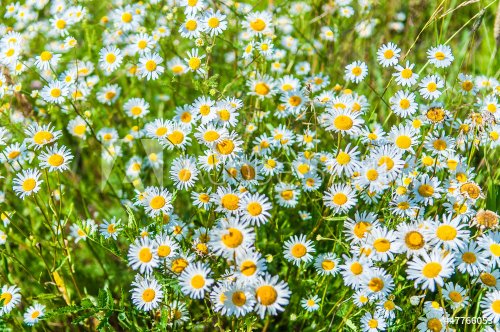 daisy on a meadow - 901142219