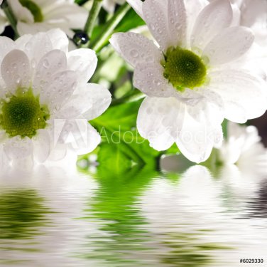 Daisy-gerbera reflected in the water - 900673712