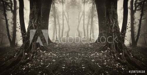 dark surreal woods scenery