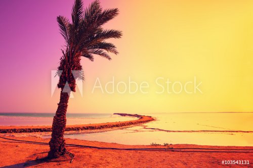 Dead Sea shore with palm trees at magic sunrise - 901149129