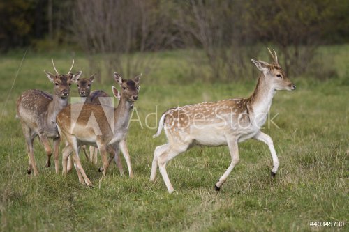 Deer flock running across the meadow