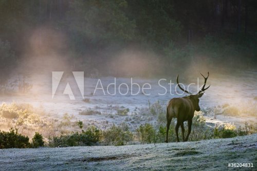 Deer on the foggy meadow at sunrise - 900437071