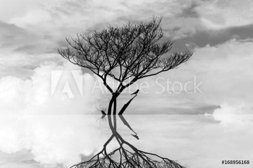 die tree in the water art abstract photography - 901152993