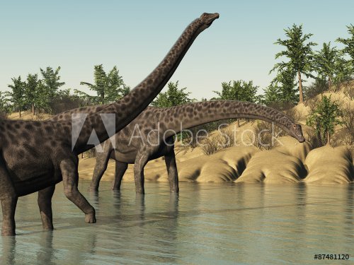 Diplodocus Dinosaurs