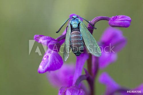 Diurnal moth on orchid flower - 900437107