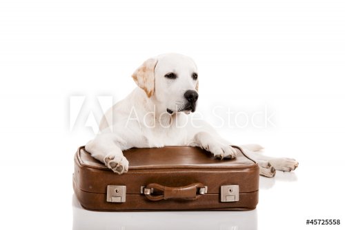 Dog with a suitcase - 901139831