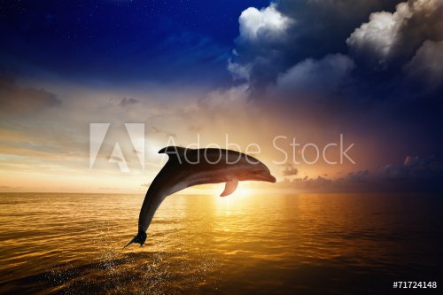 Dolphin jumping - 901148322