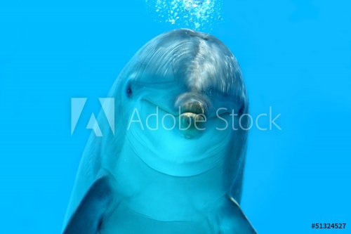 Dolphin Look