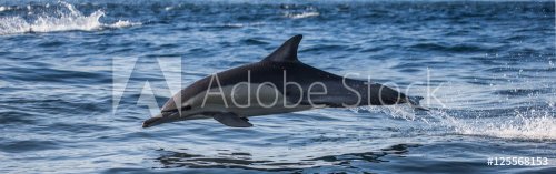 Dolphins jump out at high speed out of the water. South Africa. False Bay. - 901148317