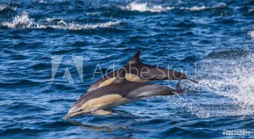 Dolphins jump out at high speed out of the water. South Africa. False Bay. - 901148319
