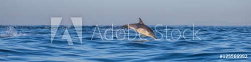 Dolphins jump out at high speed out of the water. South Africa. False Bay. - 901148320