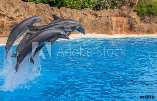 Dolphins jumping over a rope during a park show