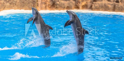 Dolphins performing a tail stand in a pool in a park show - 901148326