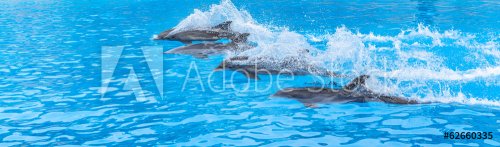 Dolphins swimming in a race across the pool - 901148324