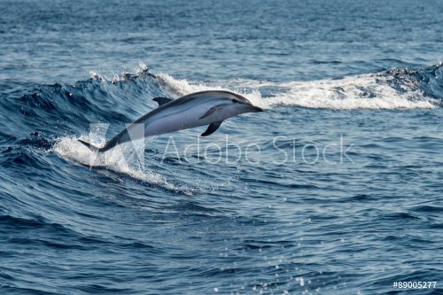Dolphins while jumping in the deep blue sea - 901144584