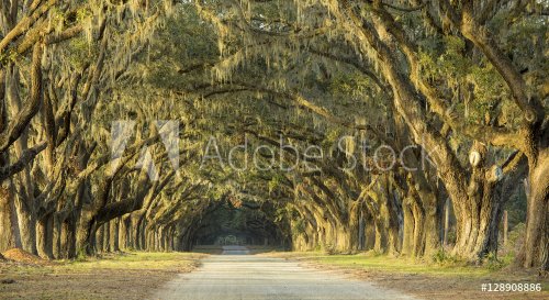 Dramatic avenue of oaks in Savannah, Georgia - 901149664