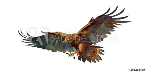 Drawing flying eagle on white background - 901153450