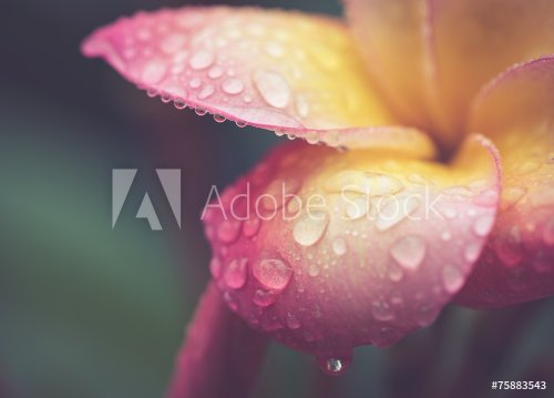 drop of water on petal Plumeria flower in retro effect