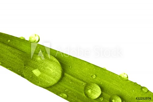 droplets on grass - 901138442