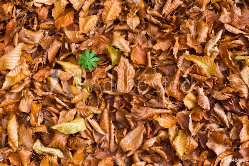 dry autumn leaves background - 900265953