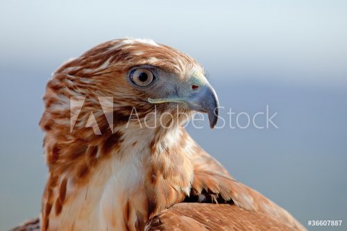 Eagle of red tail (Buteo jamaicensis) - 900623446