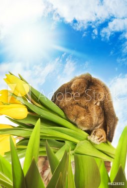 Easter bunny with yellow tulips hiding in green grass - 901138002