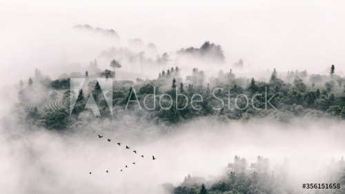 Eerie scenery of a forest of spruces during a foggy weather - 901156211