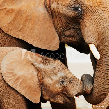 Elephant calf and mother close together
