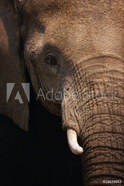 Elephant close-up - 901138980