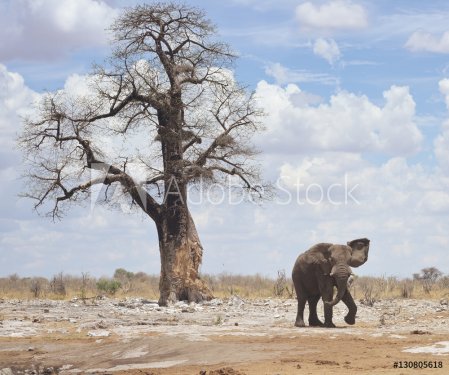 elephant in Africa - 901148352