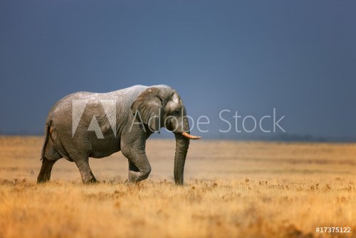 Elephant in frassfield - 901148339